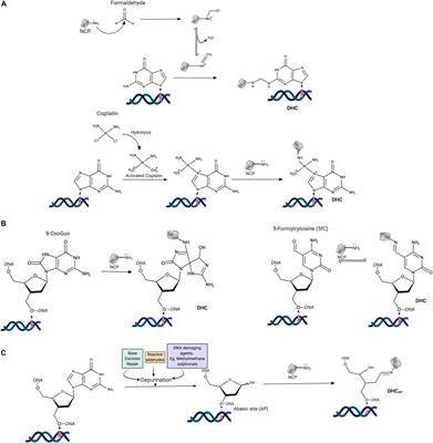 DNA-Histone Cross-Links: Formation and Repair